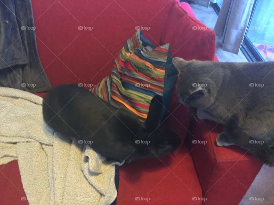 This is my cat, Bandito and rabbit named Milton. They are always curious about each other and having fun together.