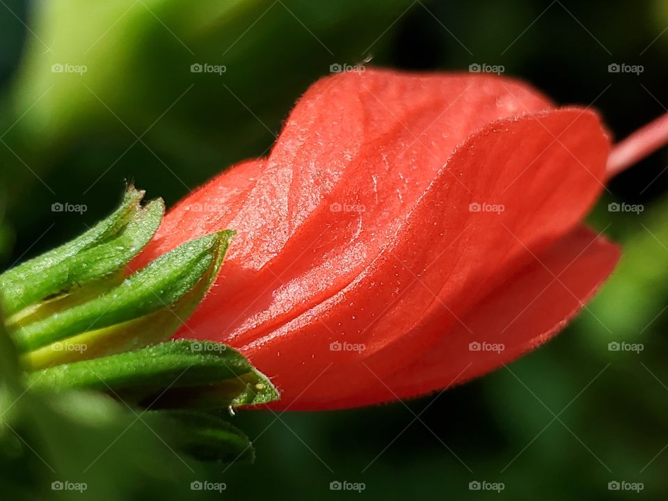 Close up of a beautiful red turkscap flower in the garden