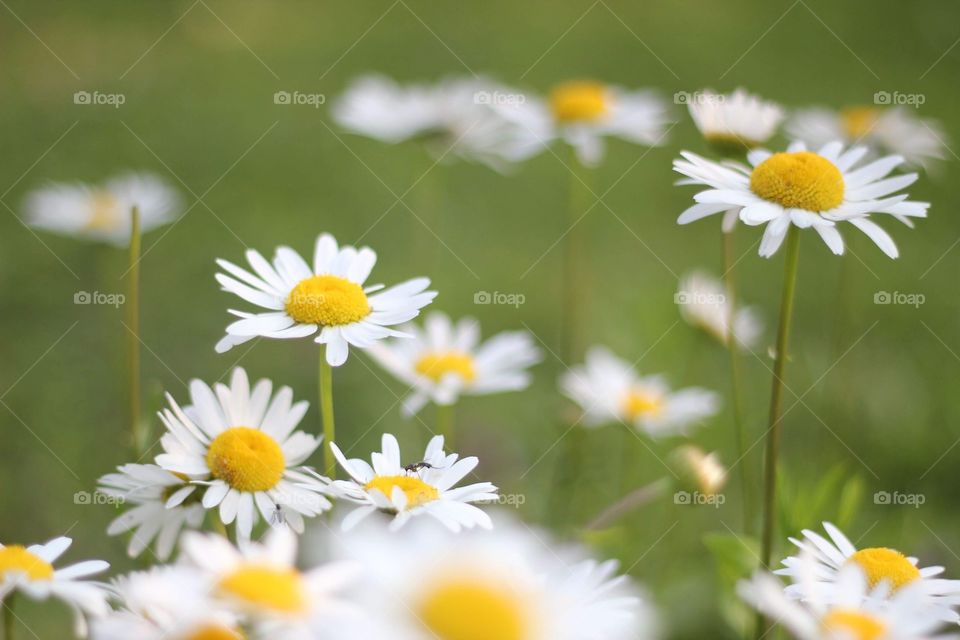 Field of daisies