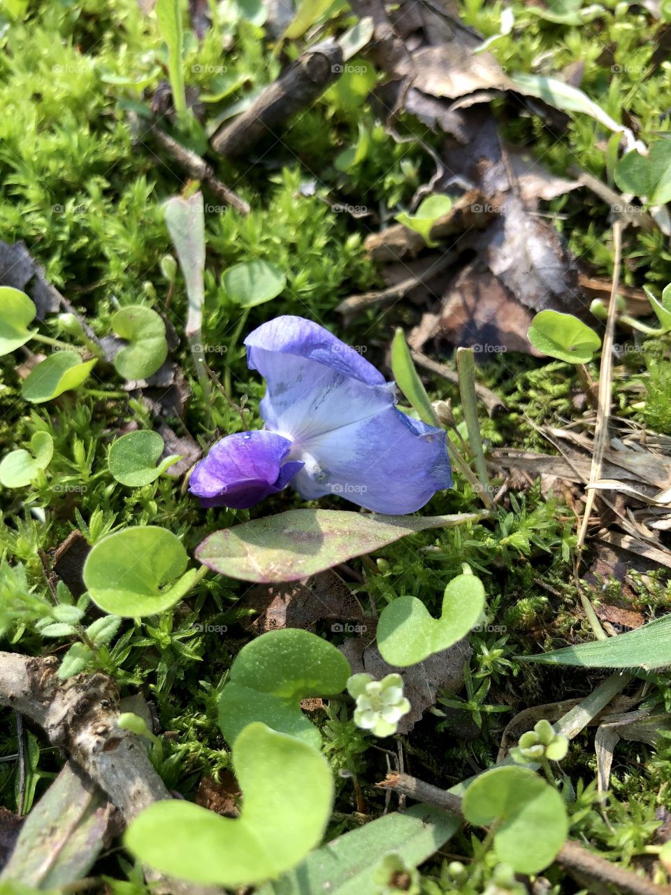 Single wisteria petal on ground 