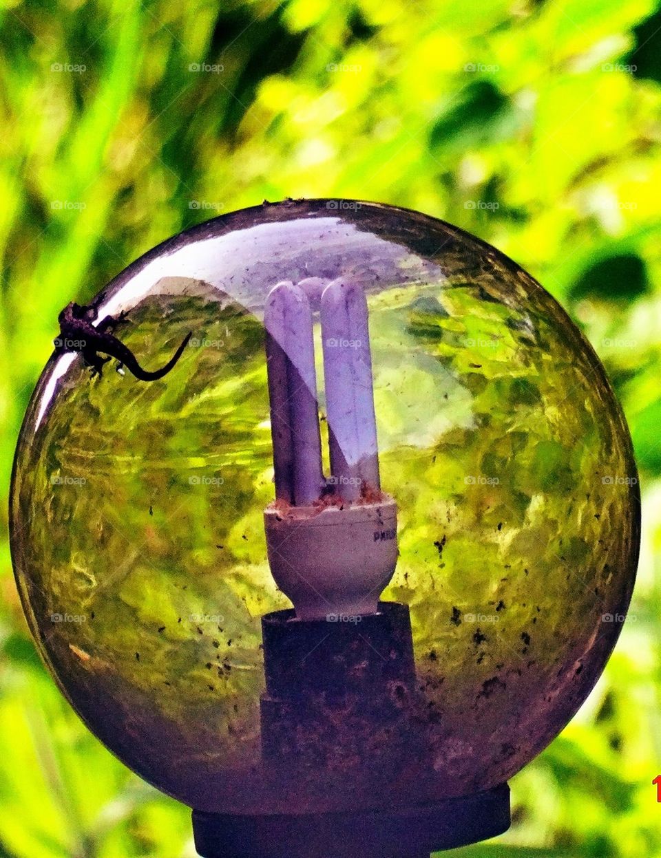 Lizard on a crystal ball