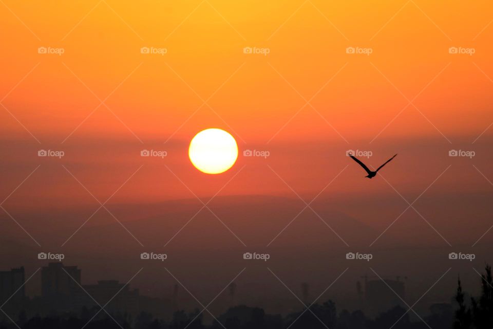 Amazing sunrise with a hawk flying by. 