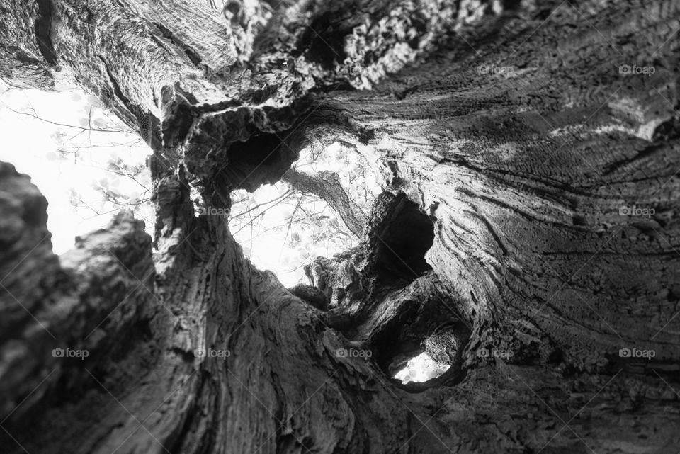 b&w hollow tree