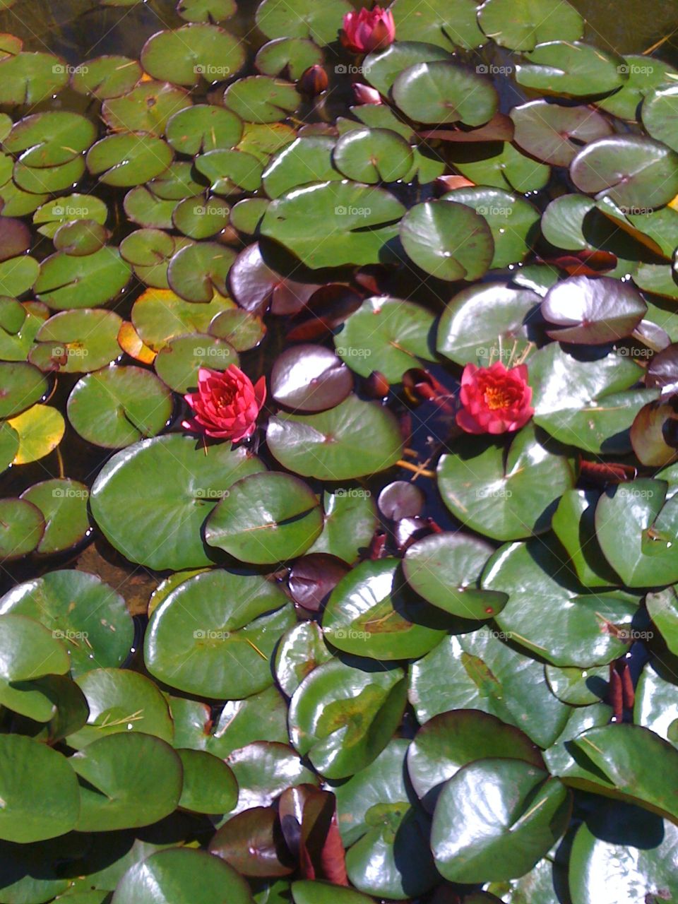 Flowers on Green lily pads in pond garden