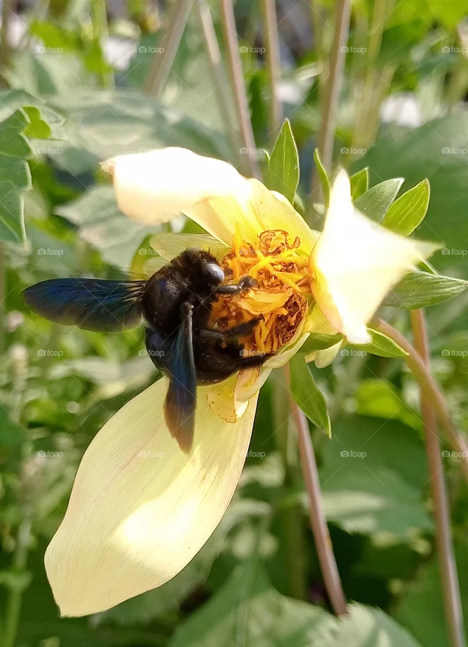 Best macro shot