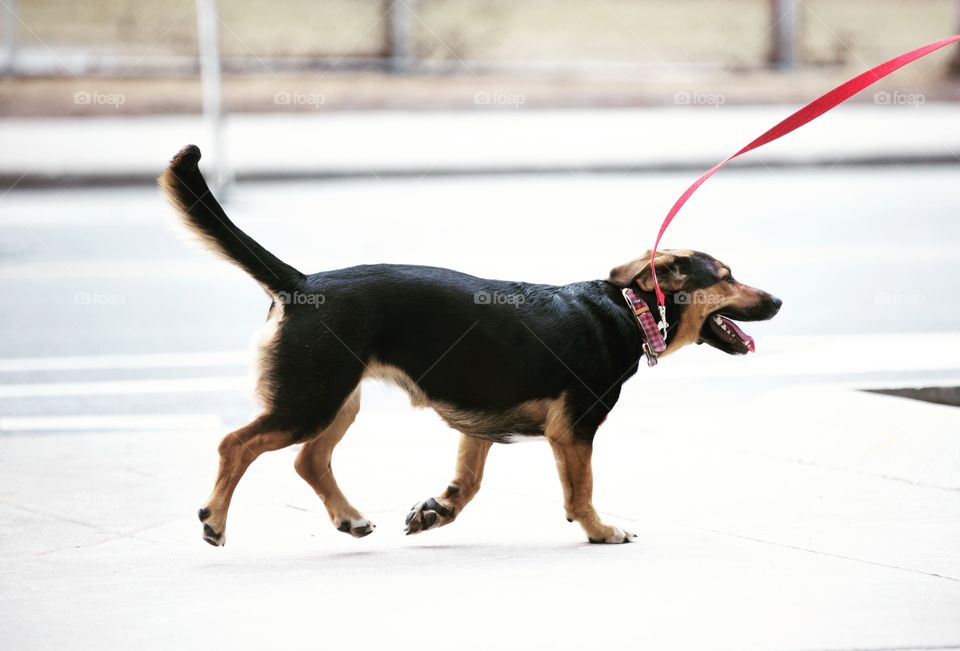 Dog on red leash going on a faster paced walk