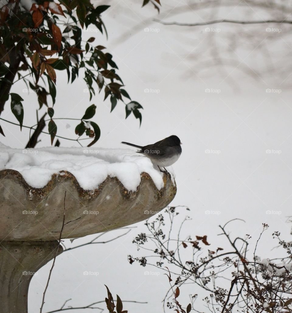 birds in snow
