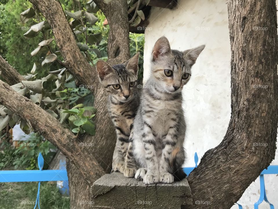 Even number of two gray, fluffy, with black stripes little cats, sitting on a brown tree, waiting for you. Grey cats, that are domestic cats with clean shiny fur.