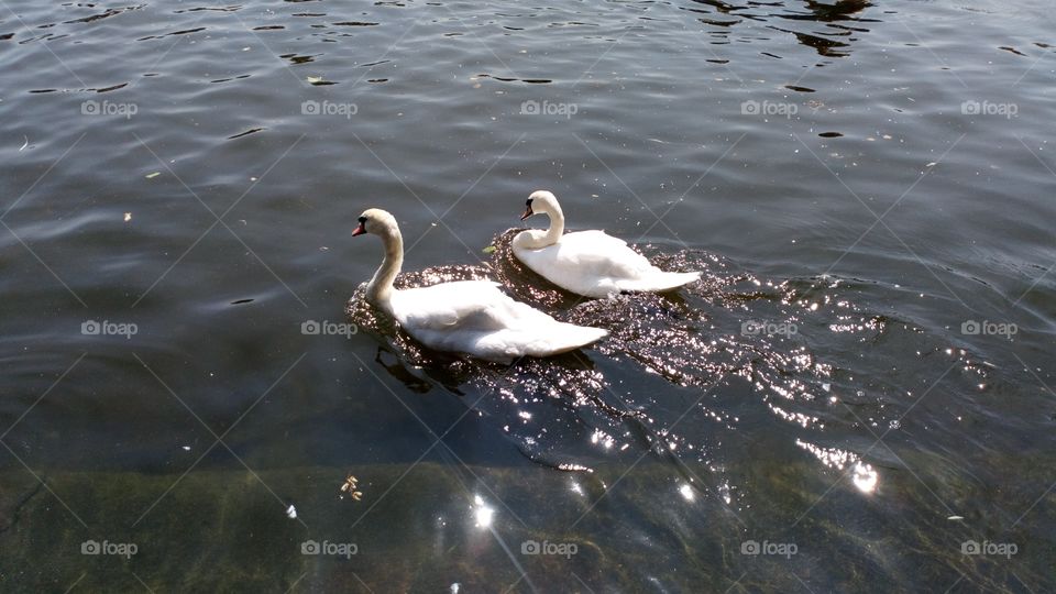 A couple of swans