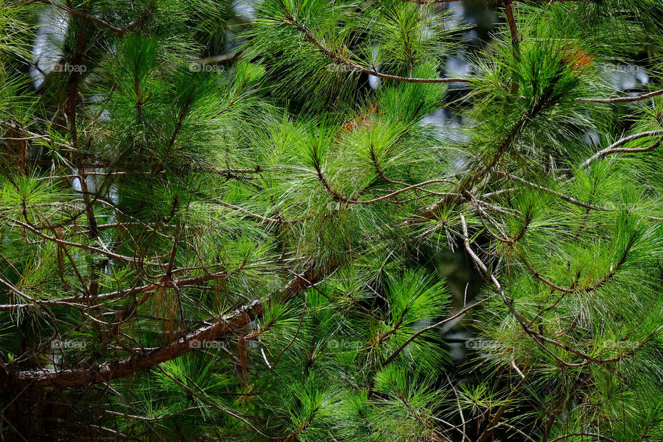 pine leaves texture