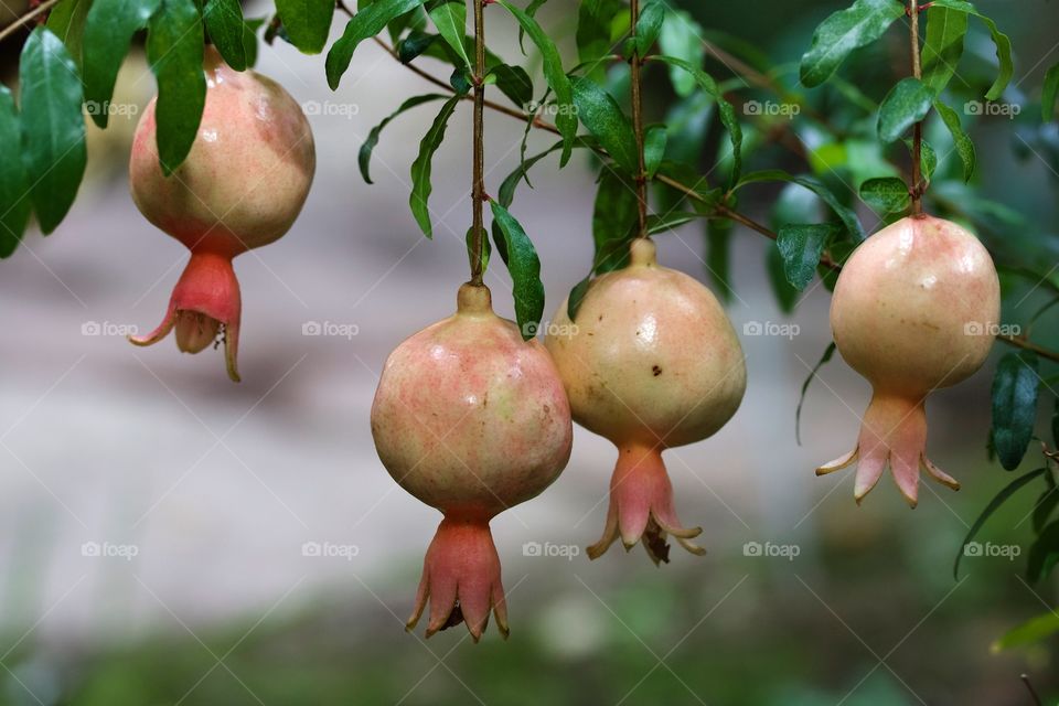 Close-up of a pomegranate plant