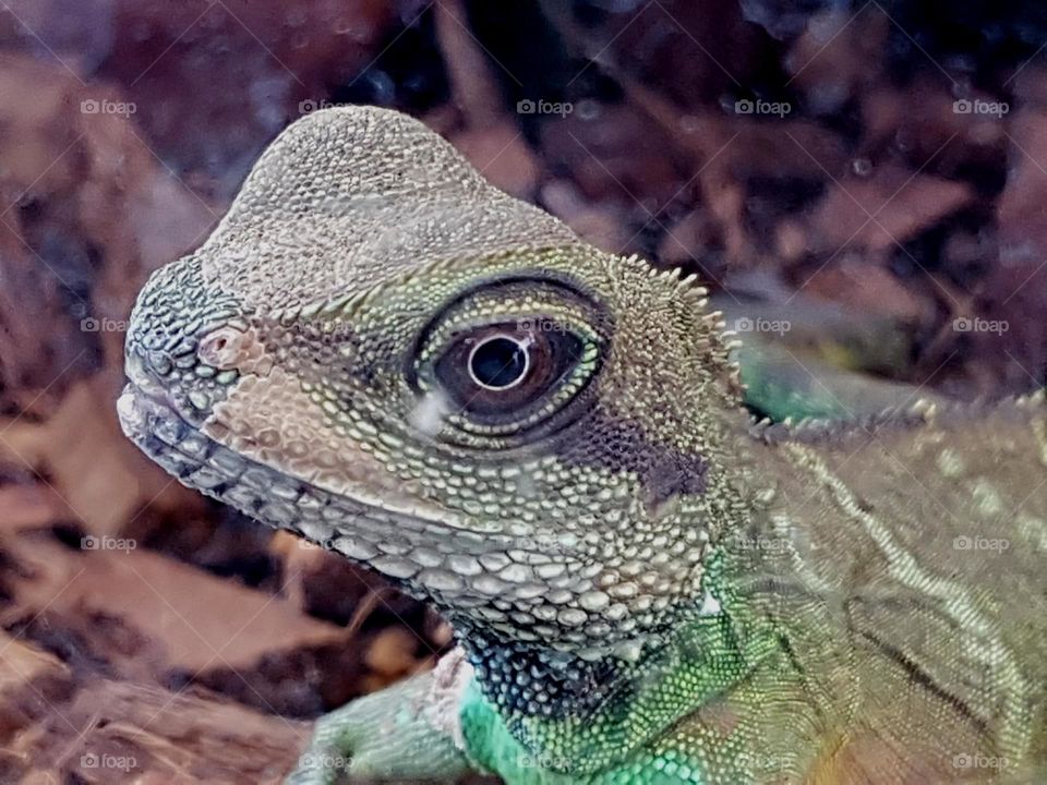 iguana