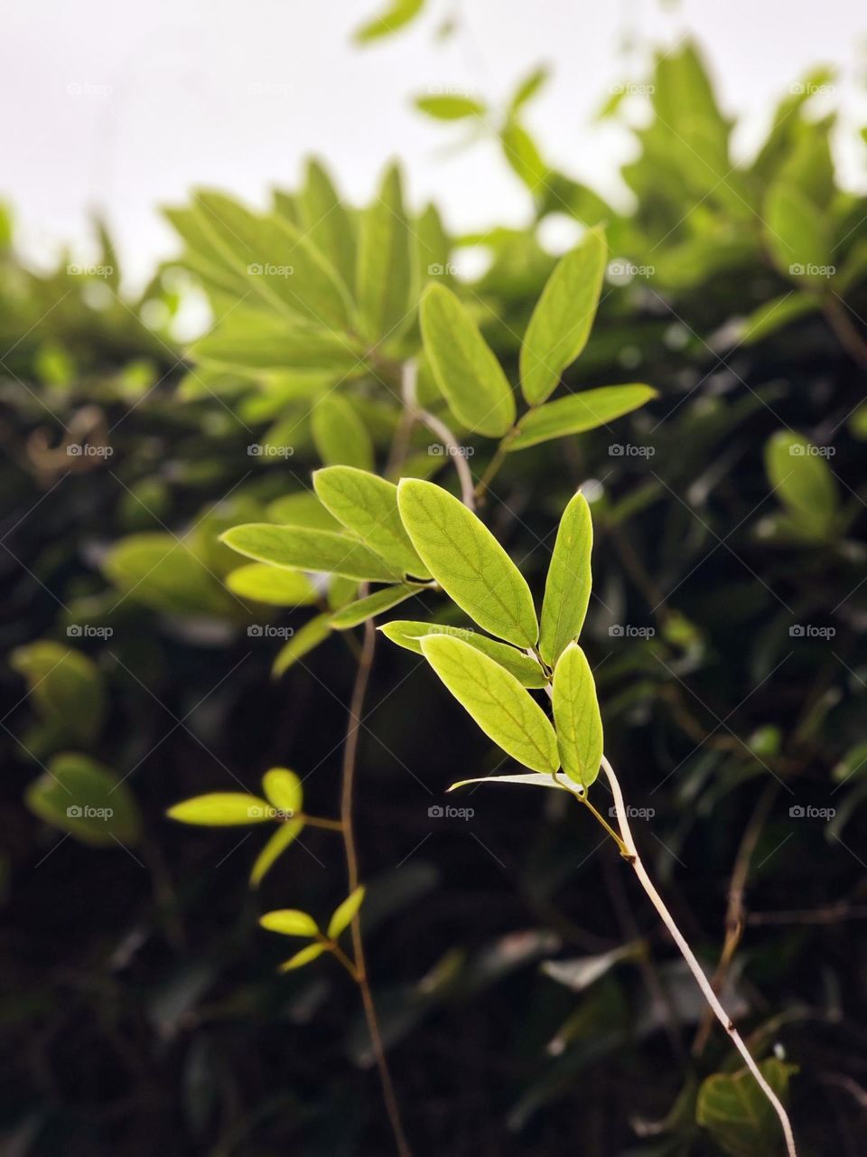 Leaves