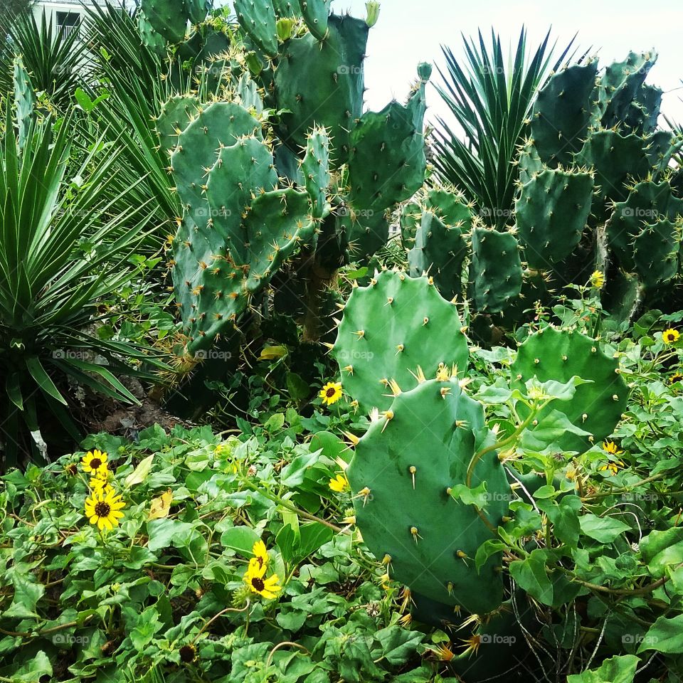 Cactus Garden