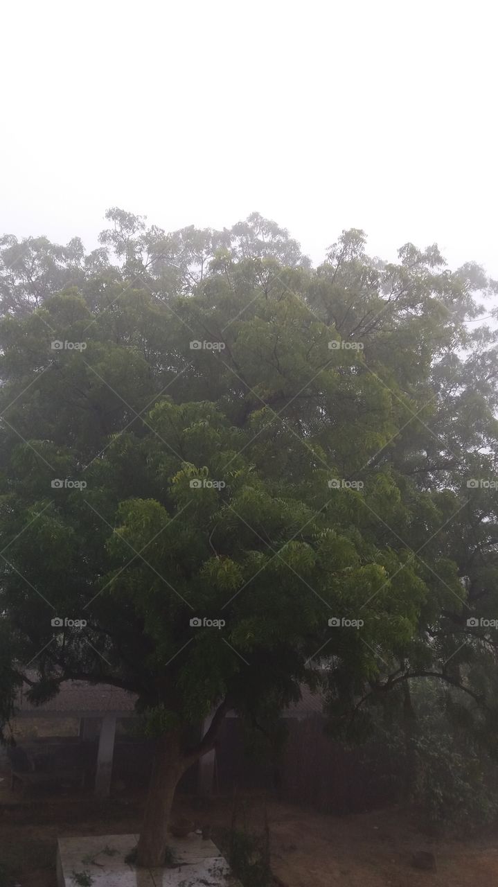 tree n fog