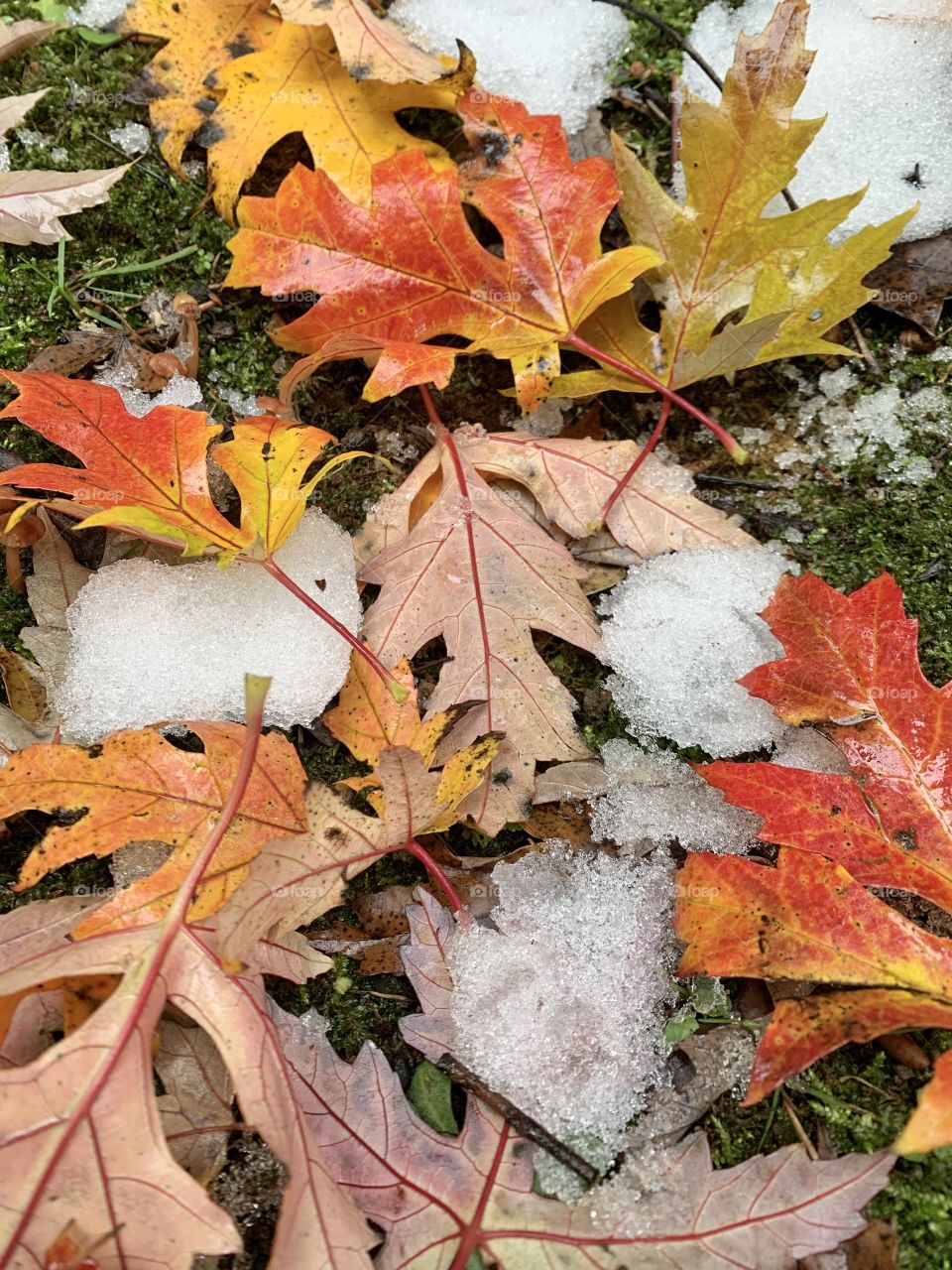 fallen leaves of saccharinum maple in autumnal guise