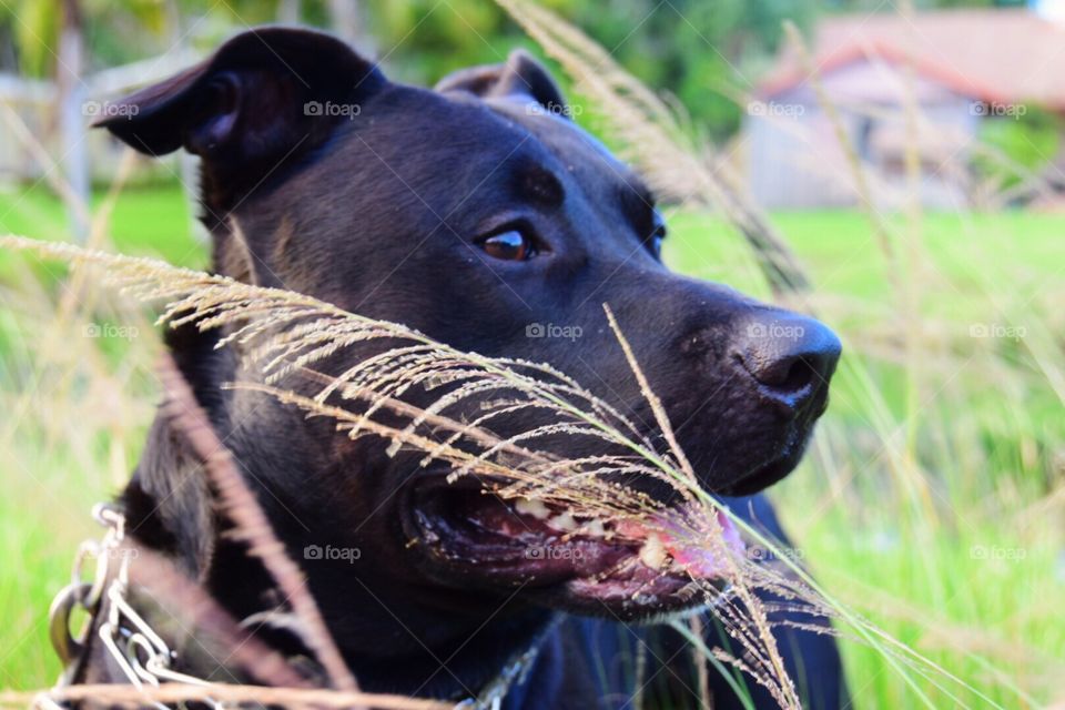 Portrait of a handsome black dog