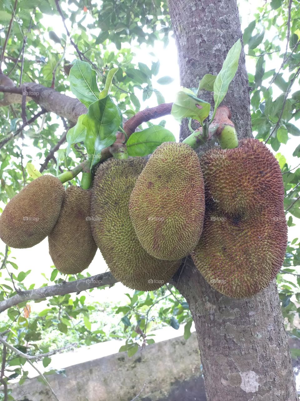 Jackfruit tree that grows on the edge of a small river
