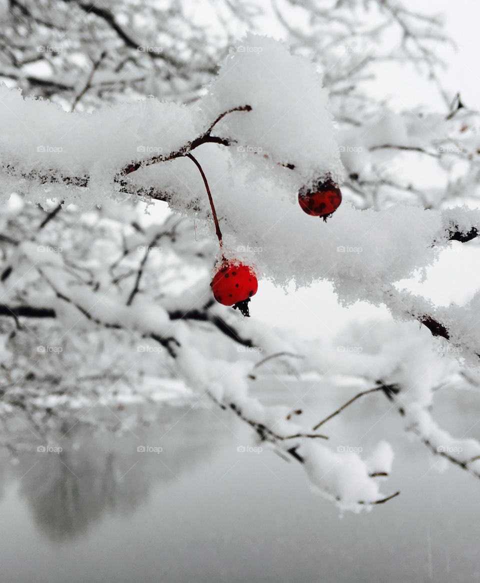 Snow covered on berry tree