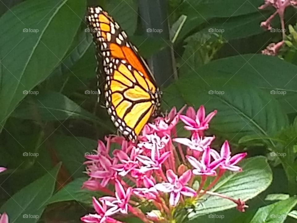 Butterfly on flowers