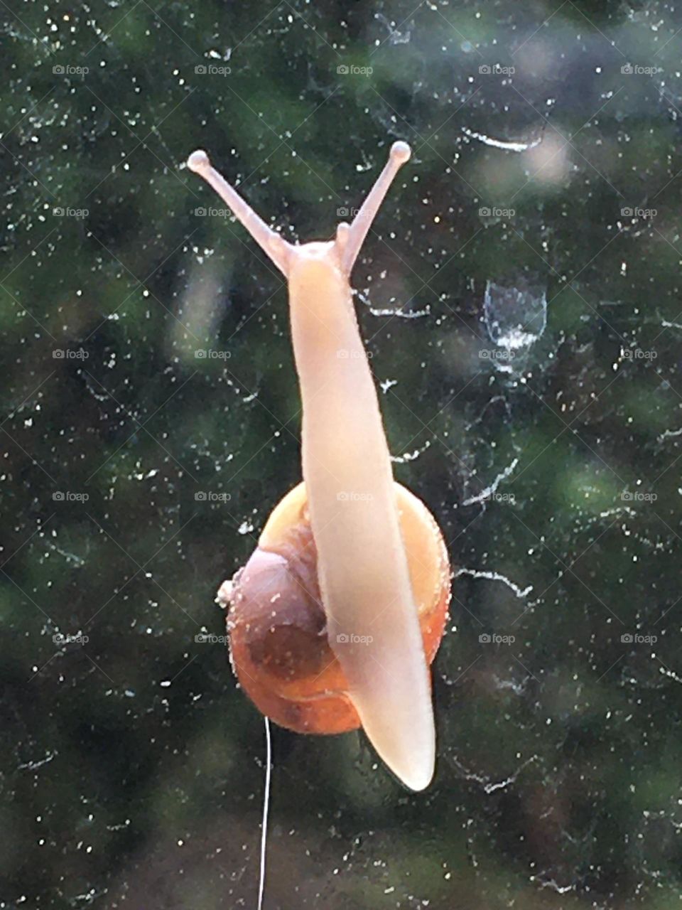 A snail on the window 