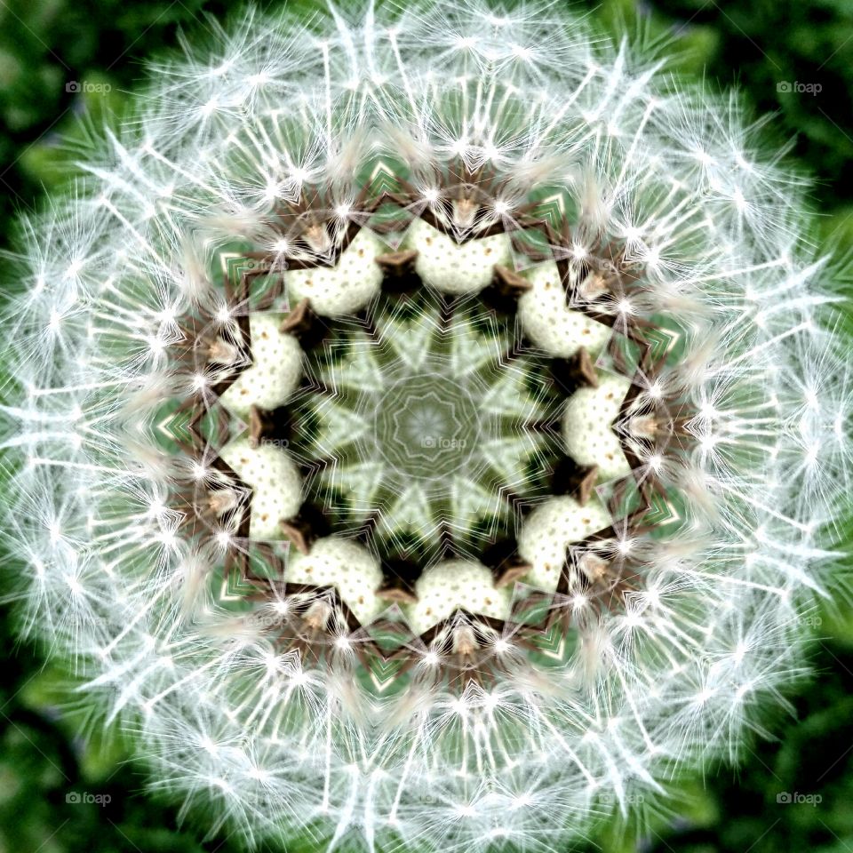 Dandelion mandala