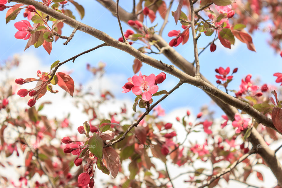 Blossoming Crab Apple Tree