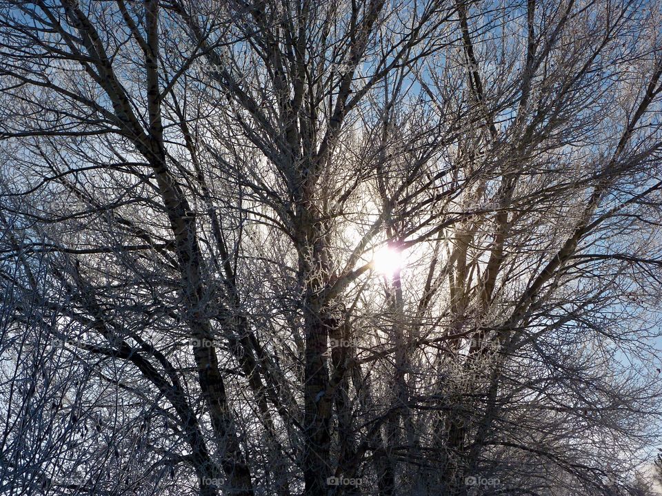 Frigid Morning In Saratoga 