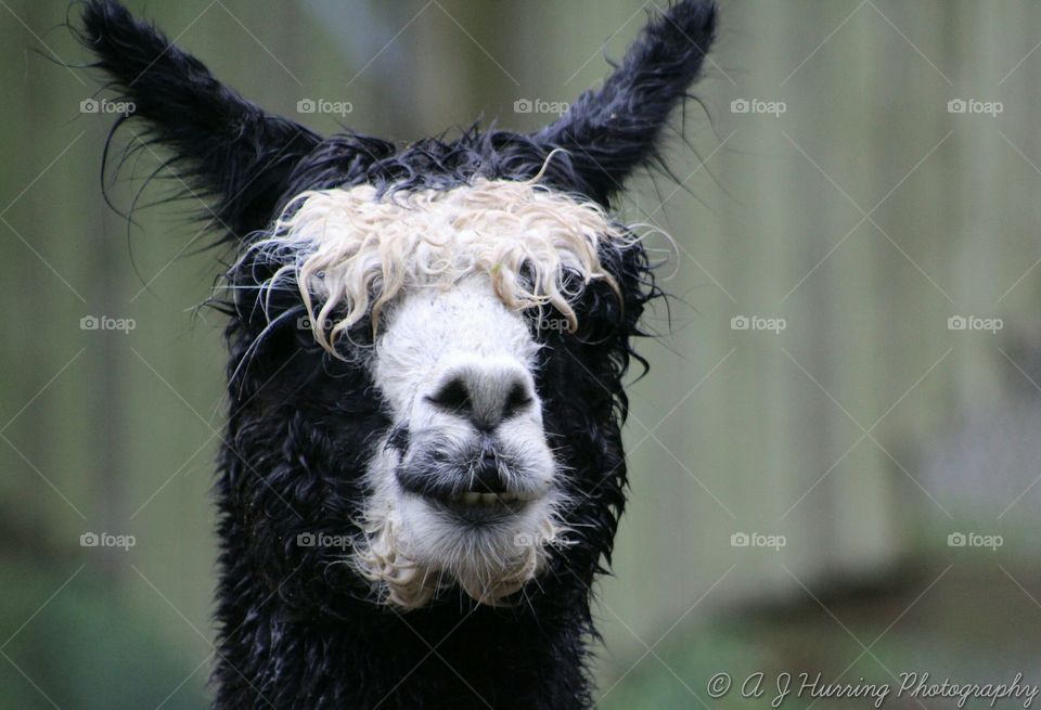 alpaca