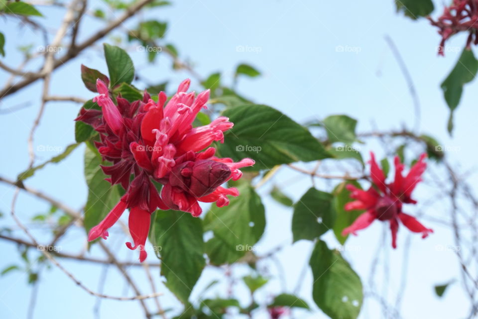 Spring Flowers