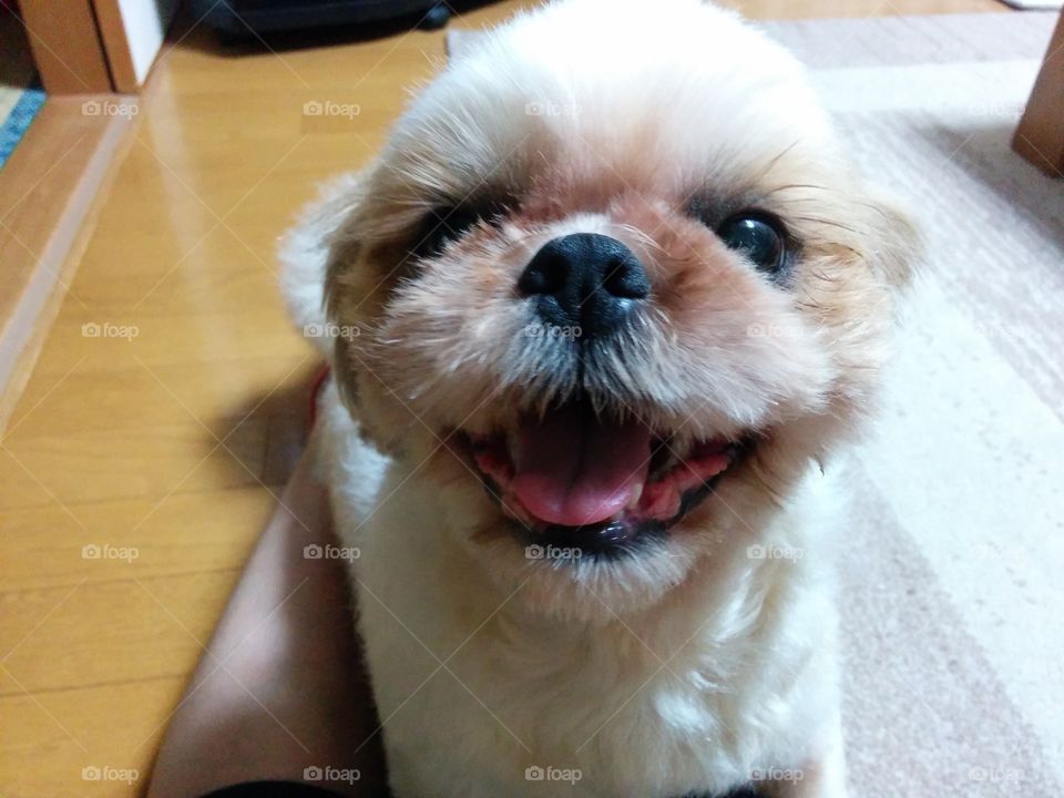 smile dog