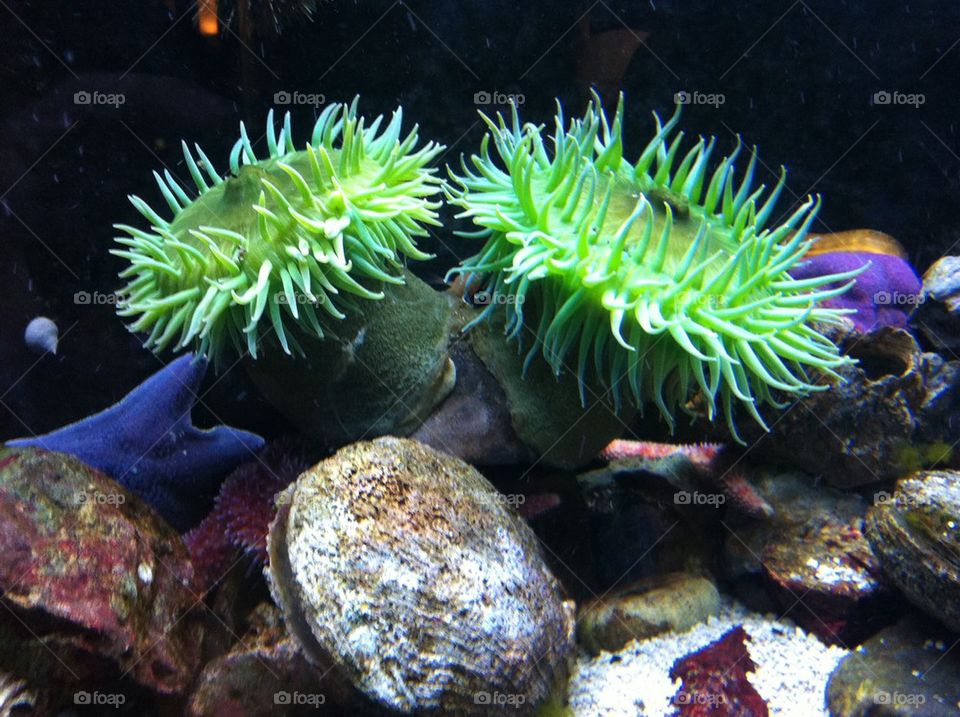 Aquarium full of life