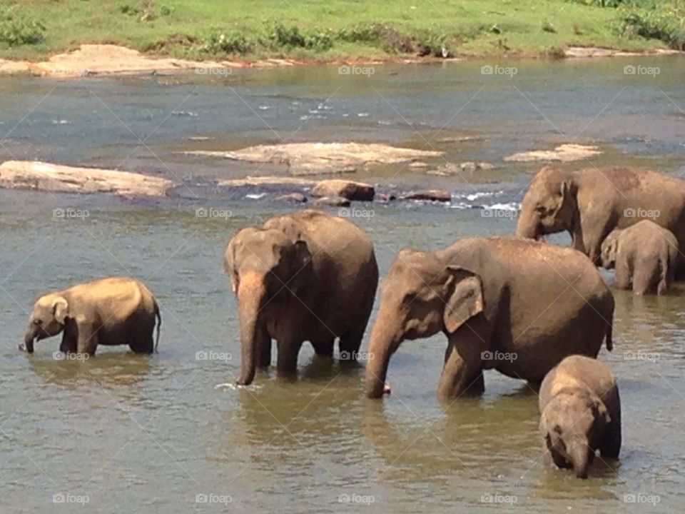 Elephants bathing