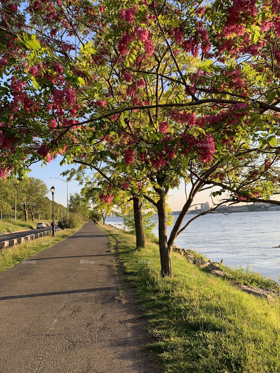 Tree bloomed by the river