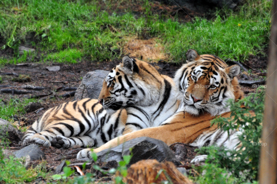 grass animal tiger couple by hkjohan