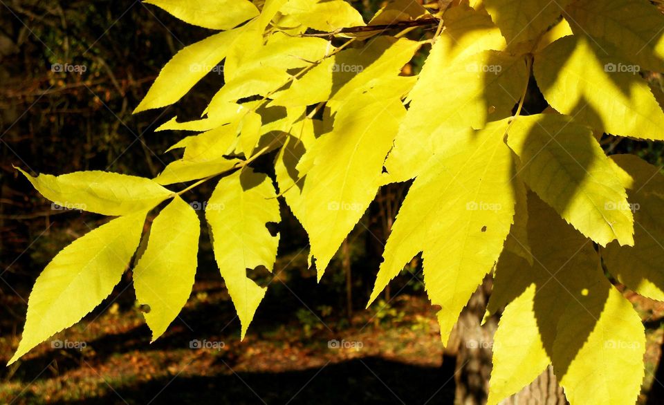 Leaf, Fall, No Person, Maple, Nature