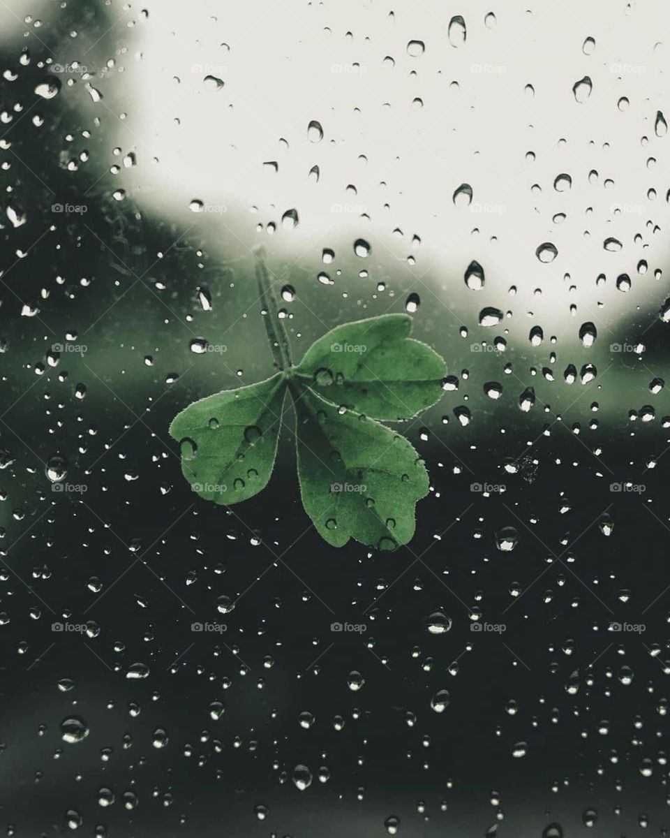 Leaf # rain drop # amazing connectivity 😍