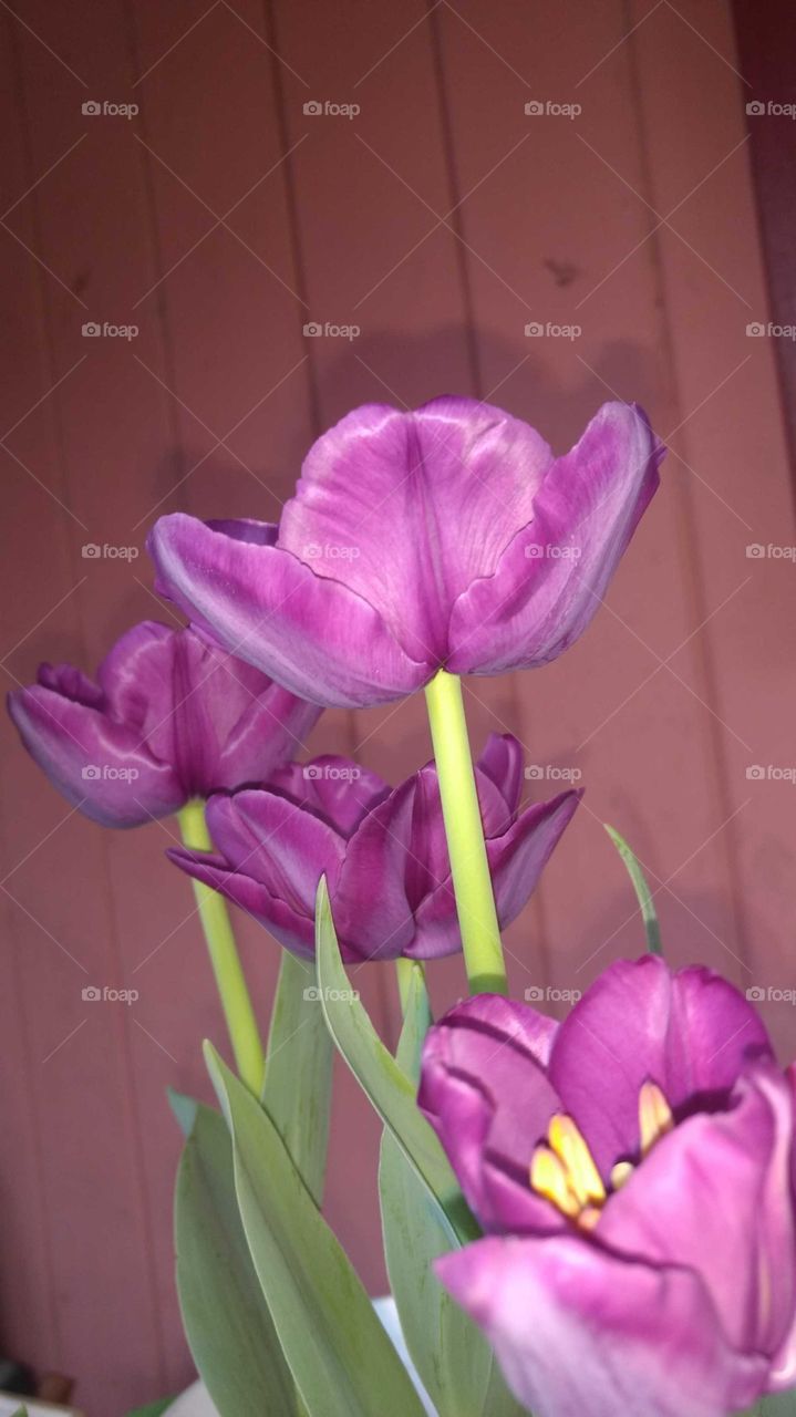 Easter tulips, the other side!