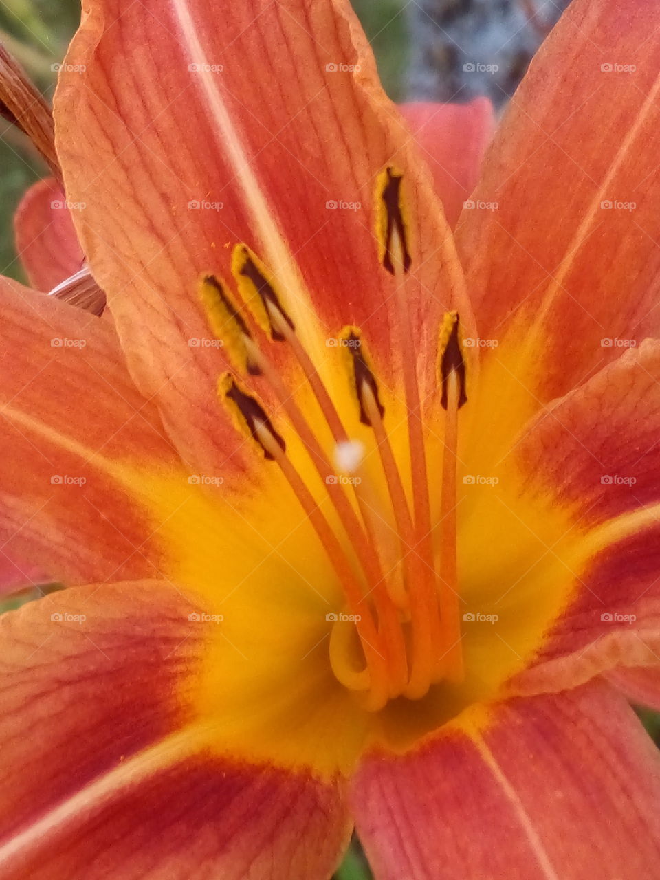 up close and personal it's amazing the detail in one flower and how the colors blend.