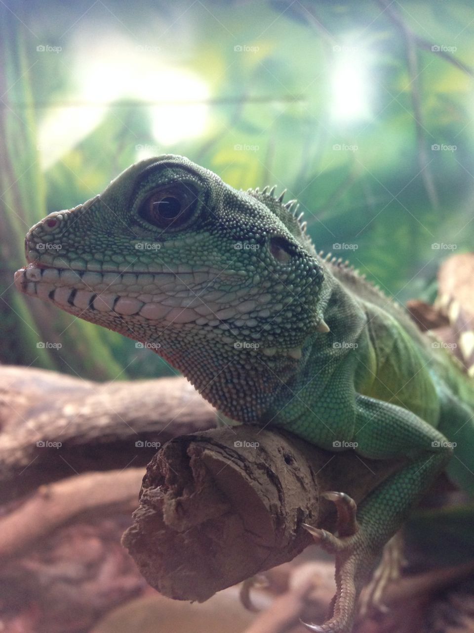 Green reptile looking at you!