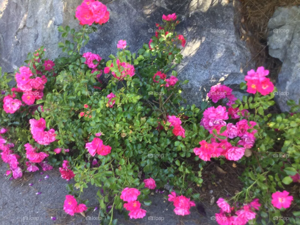 Rose of Sharon 