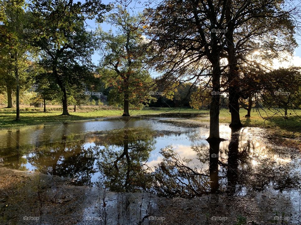 Reflection of trees in big puddle