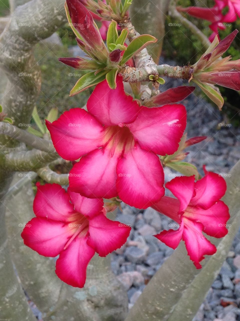 Desert rose 