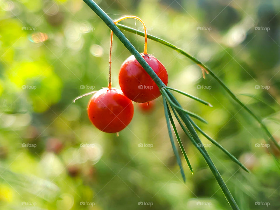 Plant portrait of an asparagus plant red berries containing seed pods illuminated by sunset light.