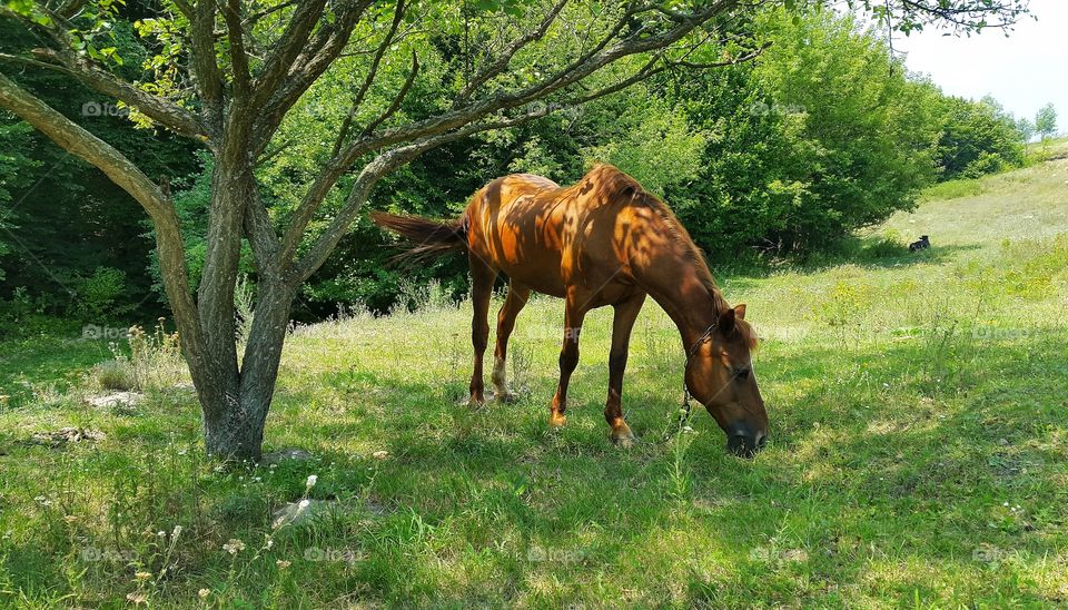 Mammal, Grass, Farm, No Person, Pasture