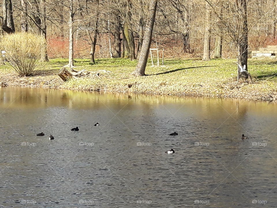 park spring time sun sunny colors colorful nature wild plants flowers amazing stunning cool nice weather hot lovely sky forest grass view splendid