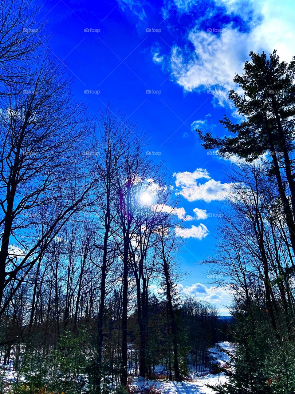 A sunny winter’s day in Maine with clear blue skies and white clouds, and leafless trees and pine in the foreground.