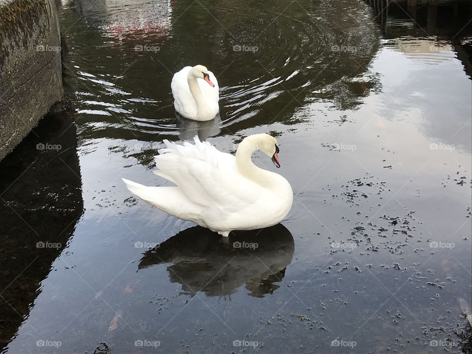 A swan couple is hanging out on the beach by the dock on an icy February day. Taken in Norway.
