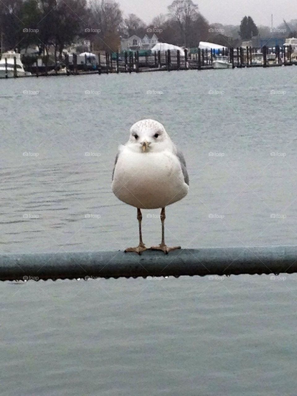 seagull