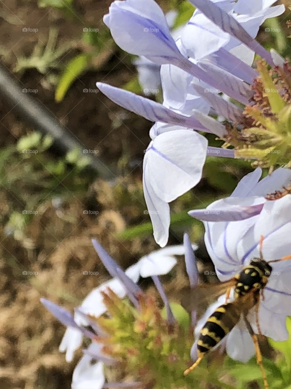 Insect and flowers